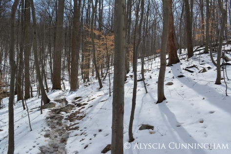 Sugarload Mountain Trail in the winter